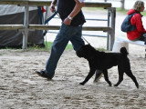 Shar-Peï Club de France