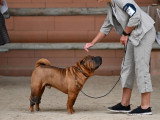Shar-Peï Club de France