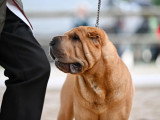 Shar-Peï Club de France