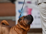 Shar-Peï Club de France