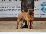 Shar-Peï Club de France