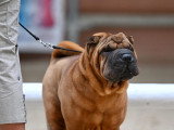 Shar-Peï Club de France