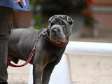 Shar-Peï Club de France