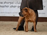 Shar-Peï Club de France