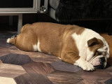 Of Luxury Sweety Bulls