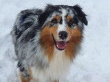 Spirit For Dog