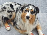 Spirit For Dog