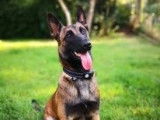 Centre Canin Ardenne
