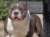 Jaguar Bully Kennel