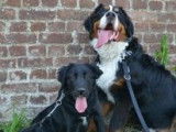 Les Beaux Cabots
