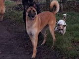 Les Beaux Cabots