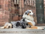 Animals Comportements & Communication