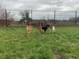 Animals Comportements & Communication