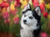 pomsky femelle