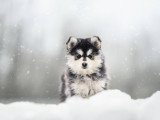 pomsky mâle