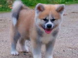 Élevage Akai Inu