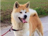 Élevage Akai Inu