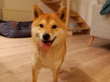 Élevage Akai Inu