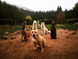 Dog Center