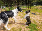 Dog Center