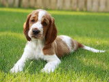 Welsh Springer Spaniel Club of Canada