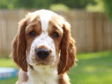 Welsh Springer Spaniel Club of Canada