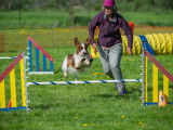Welsh Springer Spaniel Club of Canada