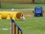 Welsh Springer Spaniel Club of Canada