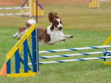 Welsh Springer Spaniel Club of Canada