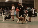 Welsh Springer Spaniel Club of Canada