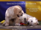 Djalisco Golden Retriever