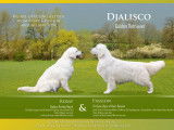 Djalisco Golden Retriever