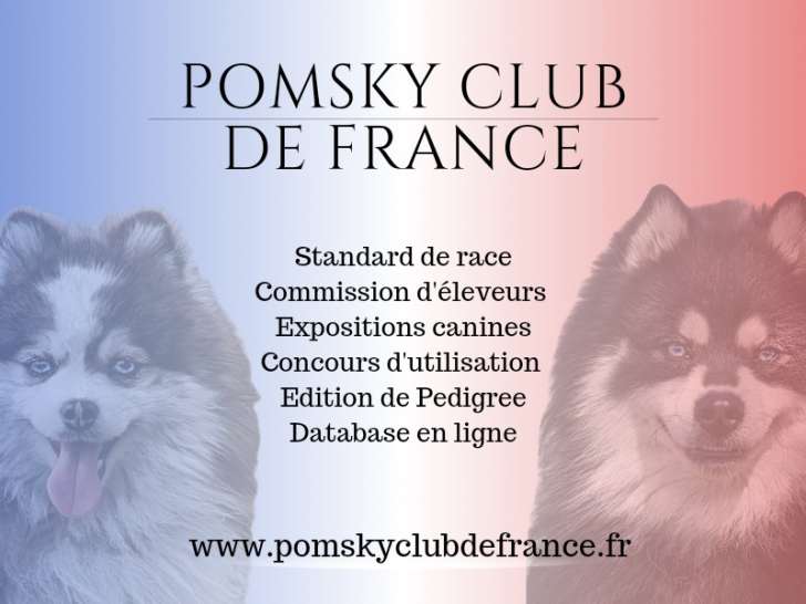 Pomsky Club de France (PCF)