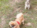 Laety & Compagnie