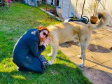 Laety & Compagnie