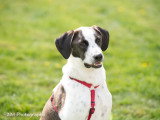 Dog-Educ-Sport