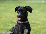 Dog-Educ-Sport