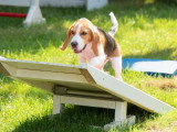 Dog-Educ-Sport
