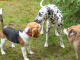 Dog-Educ-Sport