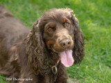 Dog-Educ-Sport
