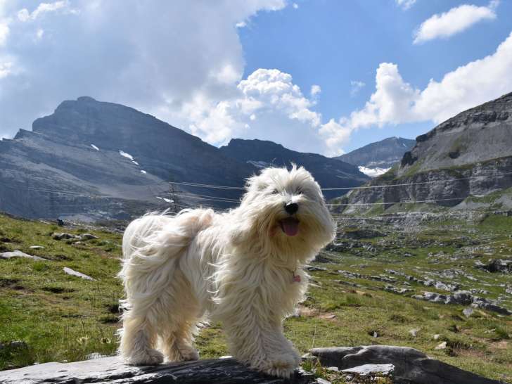 Club Suisse du Terrier du Tibet (CSTT)