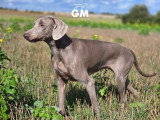 Des Grandes Maurières