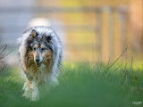 ILR Photographie