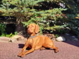 Vizsla Canada