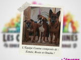 Les Couleurs Canines