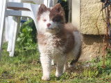 Femelle Pomsky de l'élevage