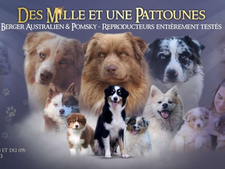 Des Mille & Une Pattounes