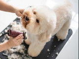 Happy Chow