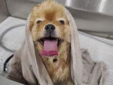 Happy Chow