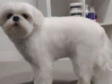 Happy Chow